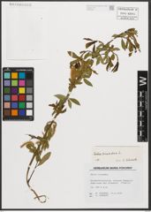 Foto von Salix triandra L.